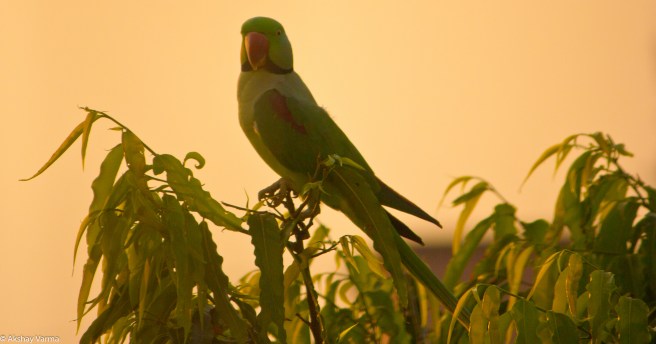 Parrot in the evening sunlight
